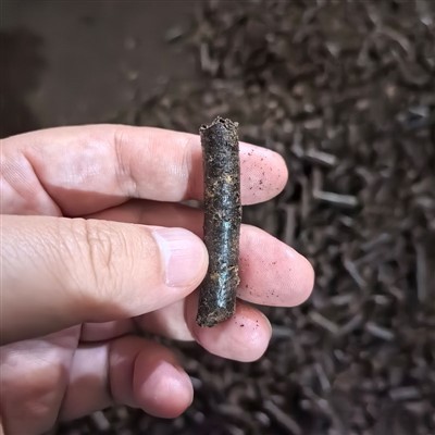 Pelenni Biomas Cregyn Cashiw